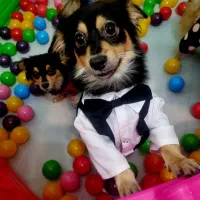 پانسیون خانگی سگ ، پت هوم کوکی