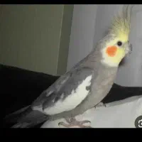 عروس هلندی گمشده