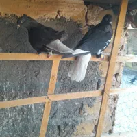 کبوتر تربت حیدریه|پرنده|تربت‌حیدریه, منظر|دیوار