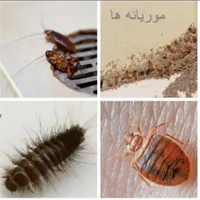 گروه سمپاشی*موریانه ساس سوسک*سم پاشی باضمانت|خدمات نظافت|اهواز, کیانپارس |دیوار