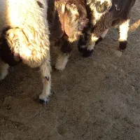 بره نر چاق  تخت (میش‌شیشک‌تقلی‌‌بز‌کهره)