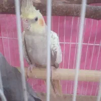 فروش یامعاوضه