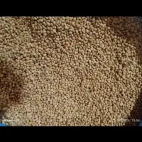 لوبیا سرخه جیرفتی