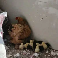 مرغ برهما با ۱۷ تا جوجه