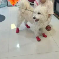 سگ اشپیتز گم شده