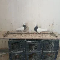 جفت طوقی|پرنده|بهبهان, |دیوار