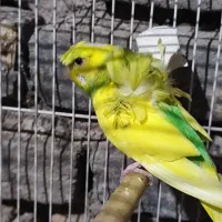 پرنده|پرنده|فردوس (خراسان), |دیوار