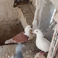 کفترپرشی کلاغ سرخ|پرنده|مشهد, شهید قربانی|دیوار