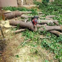 خریدارصنوبر و درختان باغ چوب و اره موتوری