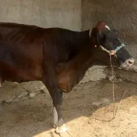 گاوباگوساله ماده|حیوانات مزرعه|زابل, |دیوار