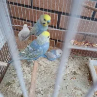مرغ عشق رینبو