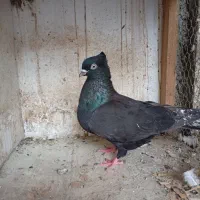 کبوتر غریب کشی|پرنده|جویبار, |دیوار