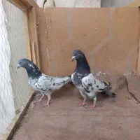 یک جفت پاکستانی