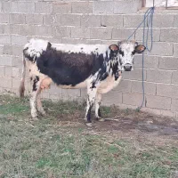 گاو دورگ محلی حامله همراه گوساله نر دورگ سیاه سفید|حیوانات مزرعه|ماسال, |دیوار