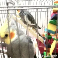 عروس هلندی،مرغ عشق