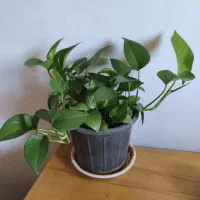 گل و گیاه|گل و گیاه طبیعی|شیراز, شهرک قمشه|دیوار