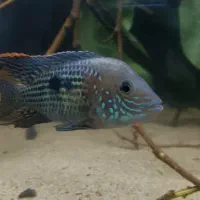 فروش و معاوضه تعدادی ماهی|ماهی|کرمانشاه, |دیوار