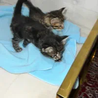 بچه گربه