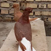 نرماده دم سفید