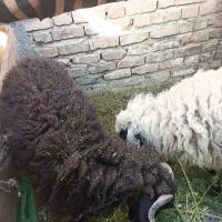 گوسفند بره