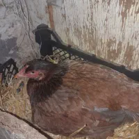 مرغ کرچ|حیوانات مزرعه|قزوین, |دیوار