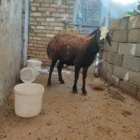 شیشک|حیوانات مزرعه|ازنا, |دیوار