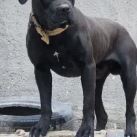 فروش سگ کن کورسو اصل