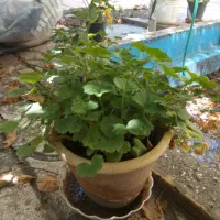 گل شمعدانی