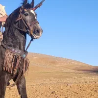 اسب کرد|اسب و تجهیزات اسب‌سواری|کاکاوند, |دیوار