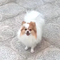 یک جفت پامر نر و ماده