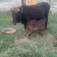 گاو جوان اولین گوساله ۶۸