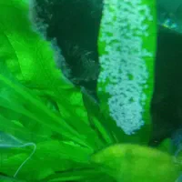 انجل جفت با تعداد تخم خیلی بالا|ماهی|تهران, مسعودیه|دیوار