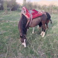 اسب مادیون اروم و یورقه|اسب و تجهیزات اسبسواری|ارجمند, |دیوار