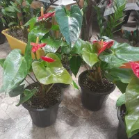 گل آنتریوم|گل و گیاه طبیعی|کرمانشاه, |دیوار