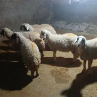 هشت عدد بره ماده خوب پای قوچ