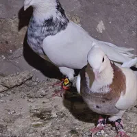 یک جفت کبوتر طوقی|پرنده|بستان آباد, |دیوار