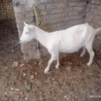 گوسفند|حیوانات مزرعه|میبد, |دیوار