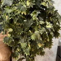 درختچه مصنوعی|گل مصنوعی|اهواز, آریاشهر|دیوار