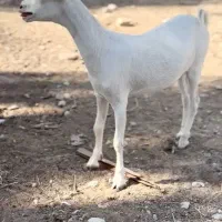 بز های|حیوانات مزرعه|خنج, |دیوار