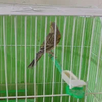 قناری نر و ماده  جوجه گرینچیک آناناسی