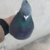 سبز کاشانی زوردار|پرنده|چرداول, |دیوار