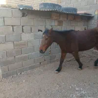 اسب|اسب و تجهیزات اسبسواری|میبد, |دیوار