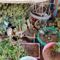 یک عدد گلدان کاکتوس پر