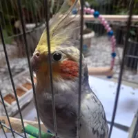 عروس هلندی