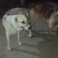 ماده سگ خراسانی