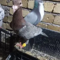 هفرنگ نر|پرنده|تاکستان, |دیوار