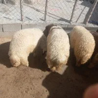 بره|حیوانات مزرعه|گهواره, |دیوار