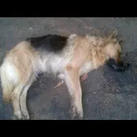 دیگه سگ نگهبانت رو کسی نمیتونه مسموم کنه