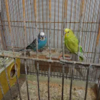 یک جفت مرغ عشق مولد