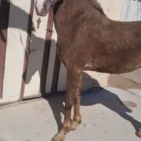 خرید و فروش اسب مادیان